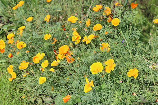 Yellow flowers of California Poppy (Eschscholzia californica)