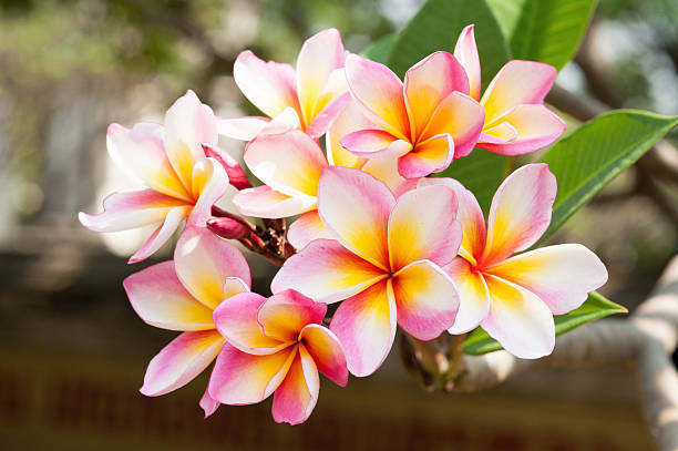 istock Tropical flowers frangipani 166750592