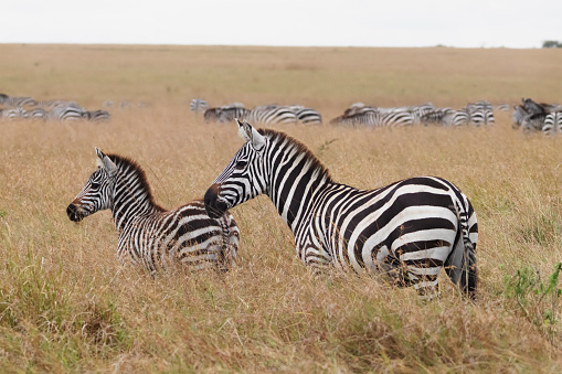 Photo of a couple of zebras at the Maasai Mara National Reserve in Kenya, África.