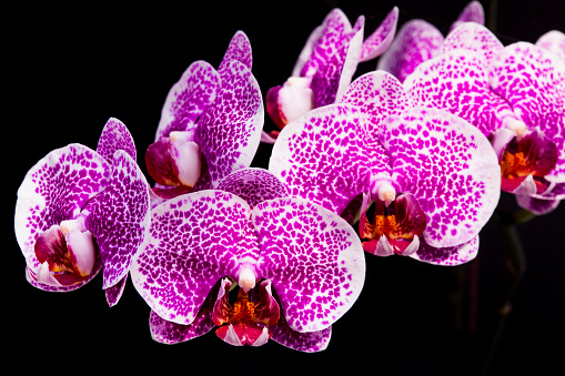 Beautiful orchid with pink, purple, yellow and white colors. Has Clipping Path.