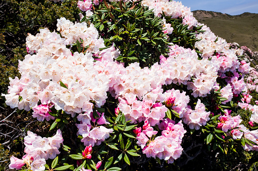 Beautiful view of Taiwan's Alpine Rhododendron(Mori Rhododendron) in the Hehuan Mountain Forest Recreation Area of Nantou, Taiwan.