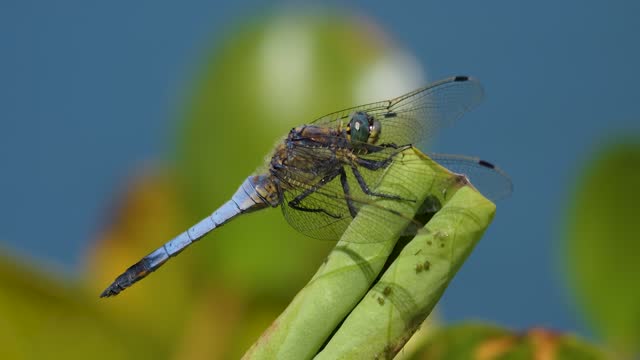 A large dragonfly relaxing