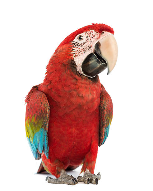 istock Green-winged Macaw, Ara chloropterus, 1 year old 166752432
