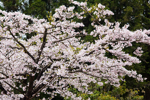 Beautiful cherry blossoms are blooming in the Alishan Forest Recreation Area in Chiayi, Taiwan.