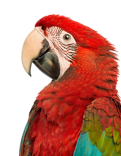 istock Side view close-up of a Green-winged Macaw, Ara chloropterus 166752546