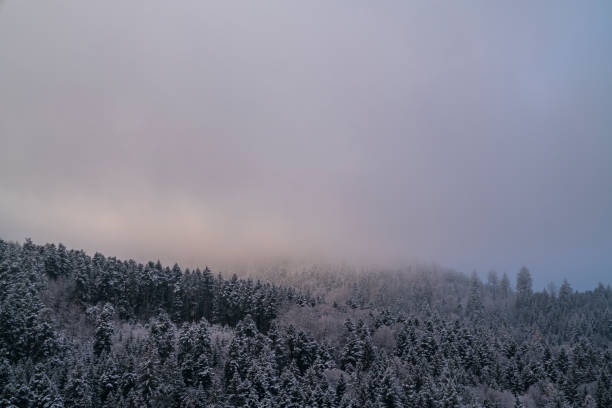 Germany, Endless black forest schwarzwald nature landscape snowy trees panorama aerial view above tree tops near freiburg im breisgau