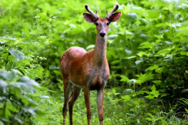 istock Young deer standing in the woods. 1667537595
