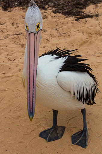 Pelicans are large water birds with distinctive features like long bills and throat pouches. They catch fish using their pouches and often gather in groups. These social birds can be found in various habitats around the world and are enjoyed by birdwatchers and tourists.