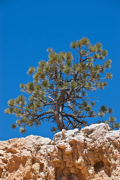 Ponderosa Pine Growing on a Rock The Pondersosa Pines (Pinus Ponderosa) of the Colorado Plateau thrive in a region of very little precipitation that primarily falls in the winter as snow and as rain during the summer monsoon season.  This lone Ponderosa Pine was photographed at Sunset Point in Bryce Canyon National Park, Utah, USA. jeff goulden bryce canyon national park stock pictures, royalty-free photos & images