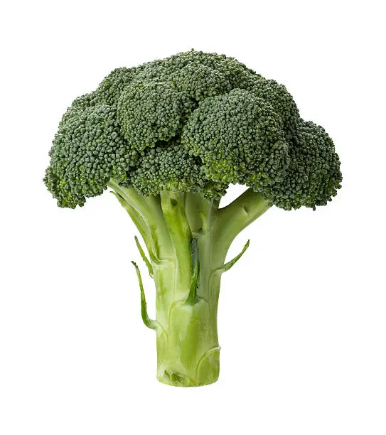 Broccoli is an edible green plant in the cabbage family whose large, flowering head is eaten as a vegetable.  This food falls into the category of healthy eating.  It is very nutritious and chocked full of vitamins.  This food was photographed pretty much straight on.  The stem is on the bottom and the flower is on the top. The image is a cut out, isolated on a white background.  You can find broccoli and the produce section of your grocery store.