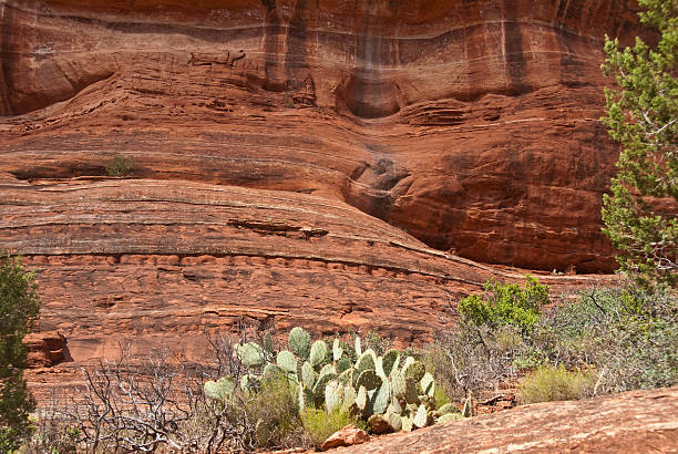 istock Prickly Pear Cactus at the Base of a Cliff 166754958