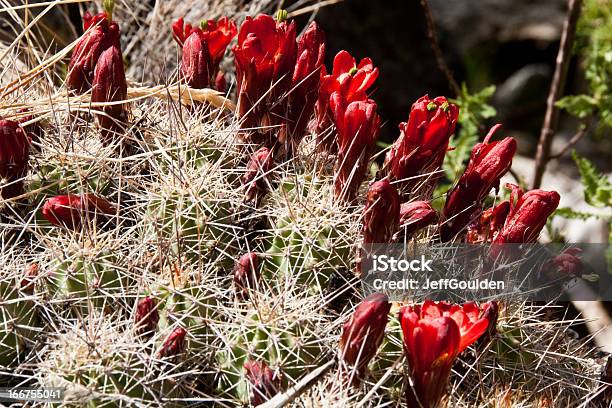 Coppa Trofeo Claret Cactus A Fioritura - Fotografie stock e altre immagini di Altopiano del Colorado - Altopiano del Colorado, Ambientazione esterna, America del Nord