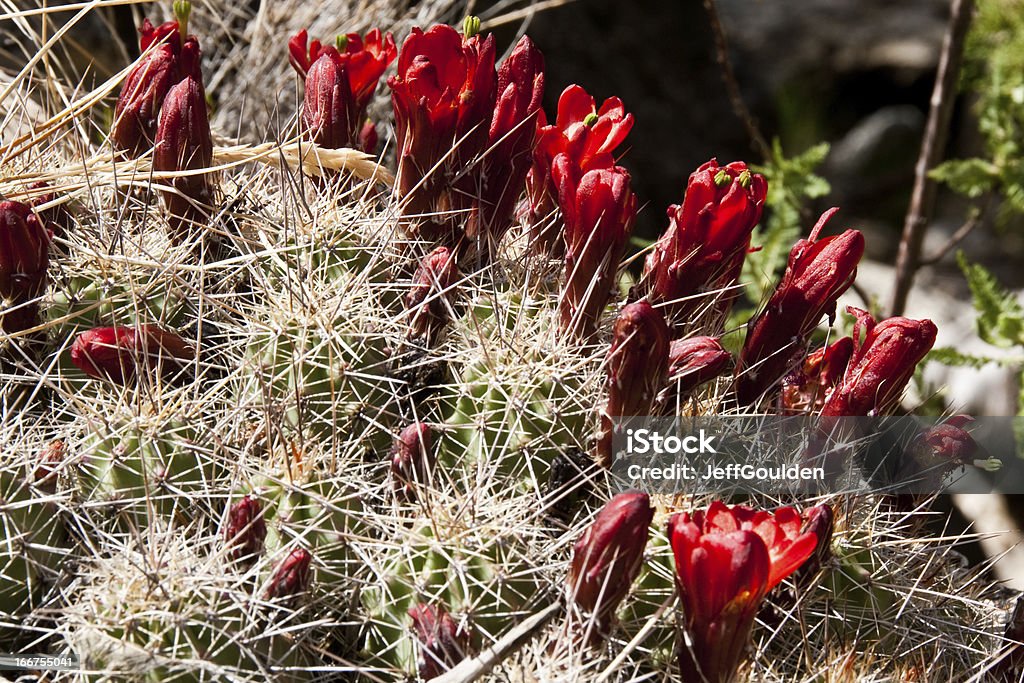 Claret Cup Cactus Kwitnąć - Zbiór zdjęć royalty-free (Ameryka Północna)