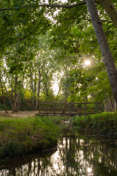 istock Idyllic scenery in the forest with a bridge at sunset 1667555831