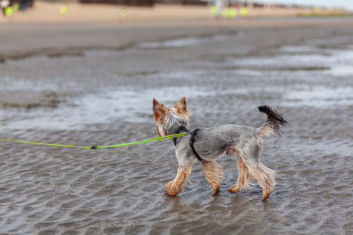 Yorkshire Terrier on a leash on the beach in the summer