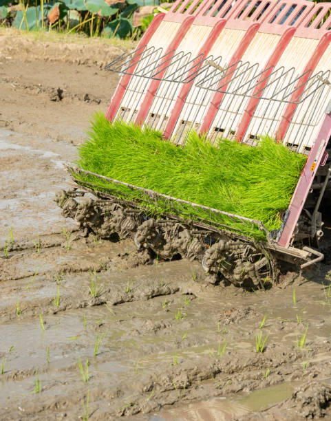 rice transplanter working on the field at vertical composition rice transplanter working on the field at vertical composition paddy transplanter stock pictures, royalty-free photos & images