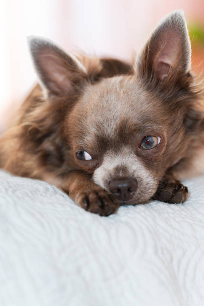 istock Lilac cute longhair chiwawa - closeup photography 1667577043