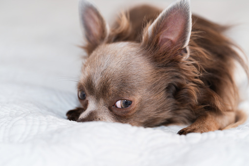 Lilac cute longhair chiwawa - closeup photography