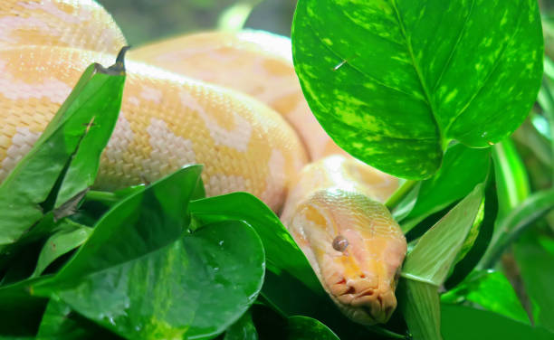 170+ Yellow Burmese Python Stock Photos, Pictures & Royalty-Free Images ...