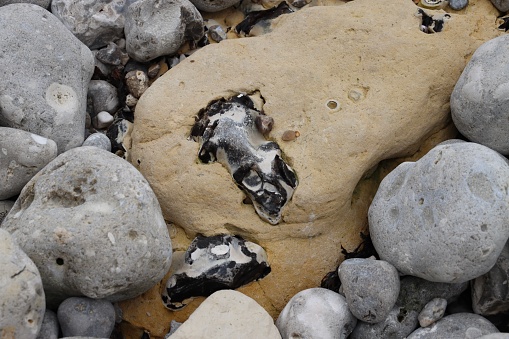Galets aux curieuses formes sur les plages de la côte d’albâtre en Normandie