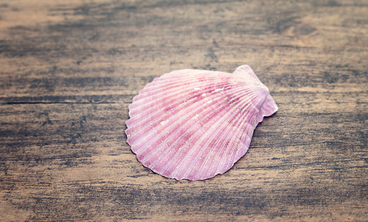 beautiful color scallop shell on wooden background