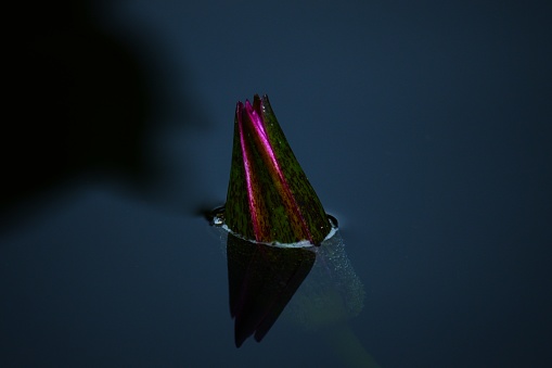 Sacred Egyptian lotus flower bud just protruding the surface of the water