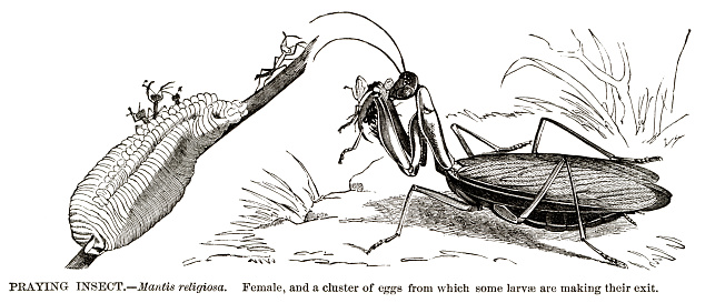 Woodcut of fremale and egg case of praying mantis, Mantis religiosa.