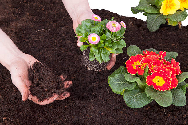 planting flowers gardener planting daisy flowers and primroses  in flower soil, isolated on a white background. crown daisy stock pictures, royalty-free photos & images