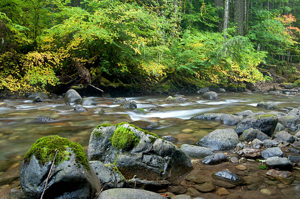 autunno di colore e nella trama mossy rocks a fiumi edge - riparian forest foto e immagini stock