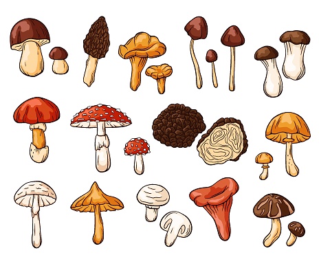 Edible and inedible mushrooms collection in cartoon style. Hand drawn forest plants drawings. Perfect for recipe, menu, label, icon, packaging. Fungus outlines set. Vector illustration isolated on a white background.