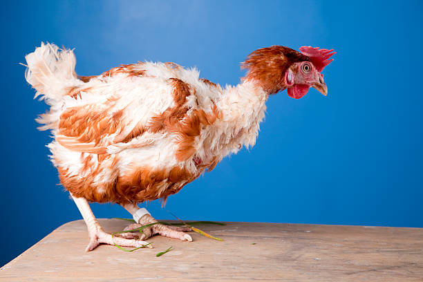 Battery Hen This is a BEFORE photo. battery hen stock pictures, royalty-free photos & images