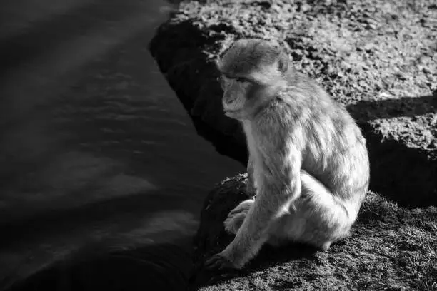 Photo of baboon sitting by water. Great ape in nature. brown white fur. intelligent mammal