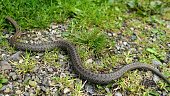 Wild Snake Coronella Austriaca on Grass and Stones