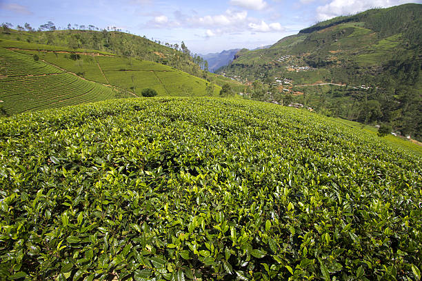 istock Sri Lanka tea garden mountains 166762267