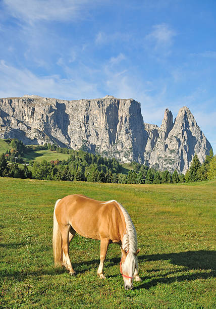 the famous Schlern Mountain at Seiseralm,Dolomites,South Tyrol,Italy