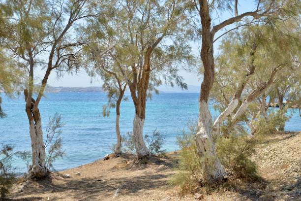 istock View of a beach in Paros, Greece 1667631915