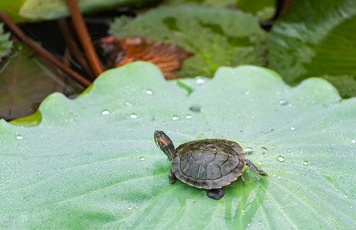 turtle resting on the lotus leaves