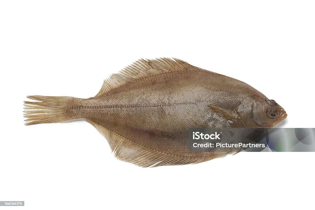 Gemeinsame Anwendung des dab-Fisch - Lizenzfrei Fisch Stock-Foto