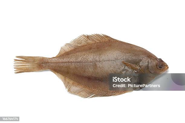 Gemeinsame Anwendung Des Dabfisch Stockfoto und mehr Bilder von Fisch - Fisch, Fleck, Einzelner Gegenstand
