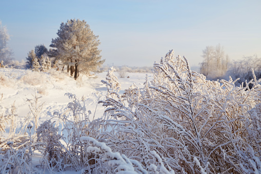 A picturesque winter landscape. The field is covered with snow so that only the tops of the tall grass are visible. The sun breaks through the branches of the trees. Looking at the photo you can feel the frost