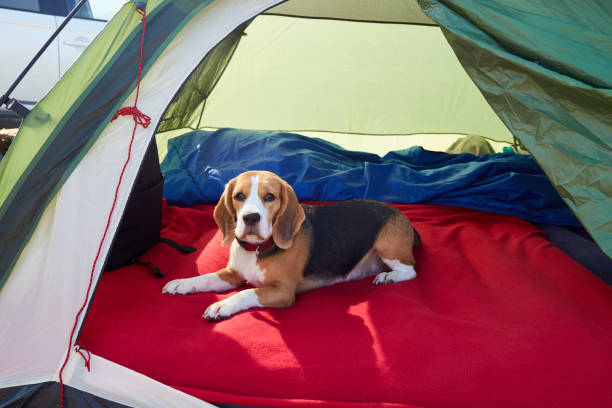 istock The beagle dog is lying in a tent. 1667646278