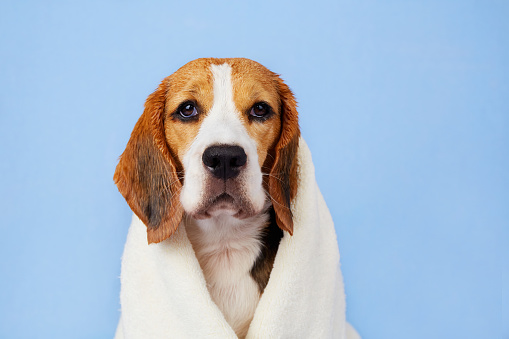 The wet beagle dog in a white towel after bathing on a blue isolated background. The concept of pet care.