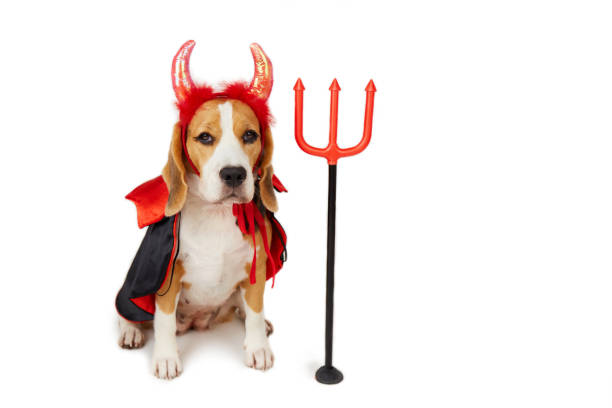 A beagle dog with devil horns, a red and black cape and a trident as a funny Halloween costume on a white isolated background. Copy space
