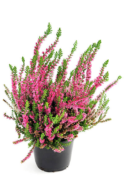 erica heather in flower pot erica flower (Calluna vulgaris), heather in flower pot heather stock pictures, royalty-free photos & images
