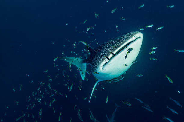 istock Whale Shark Coming from the Deep Blue, Triton Bay, Indonesia 1667651298