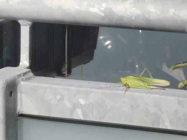 istock Green and big grasshopper on a gray balcony railing 1667656179