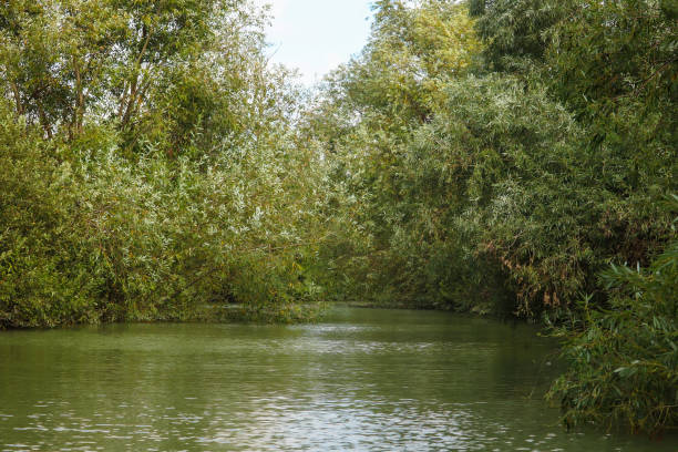 istock Canal in the Danube Delta 1667657224