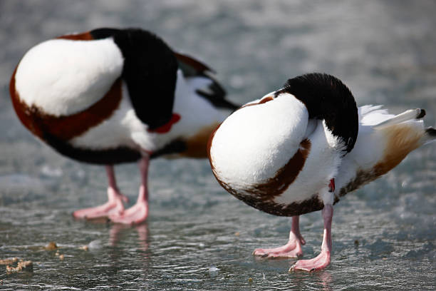 istock Sleeping male and female shelducks (Tadorna) 166766580