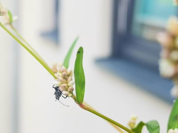 istock Black Insect balancing at a green plant with white specifically formed blossoms 1667665878