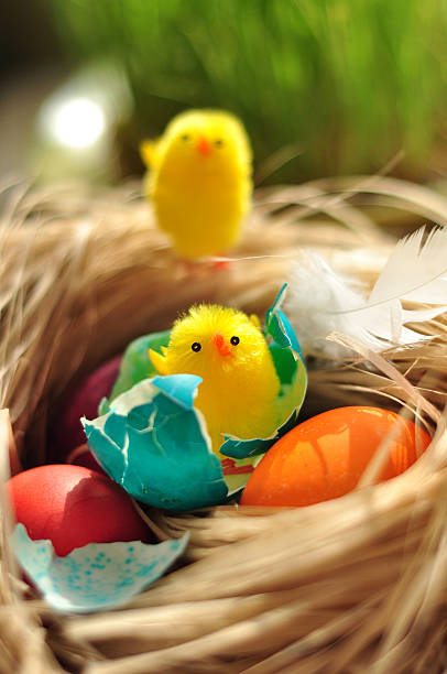 Uccelli bambino in un nido con uova di Pasqua - foto stock